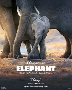 Elephant FRENCH WEBRIP 720p 2020